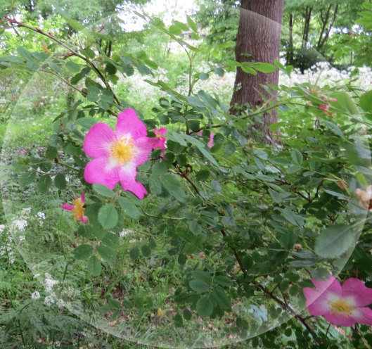 Rosa pimpinellifolia, Pimpinellros, Glory of Edzell, Gammeldags ros, 