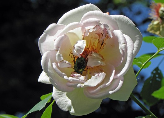 Guldbagge i rosen Frühlingsduft