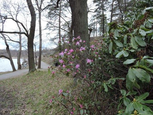 Vårrododendron,  Rhododendron X Praecox
