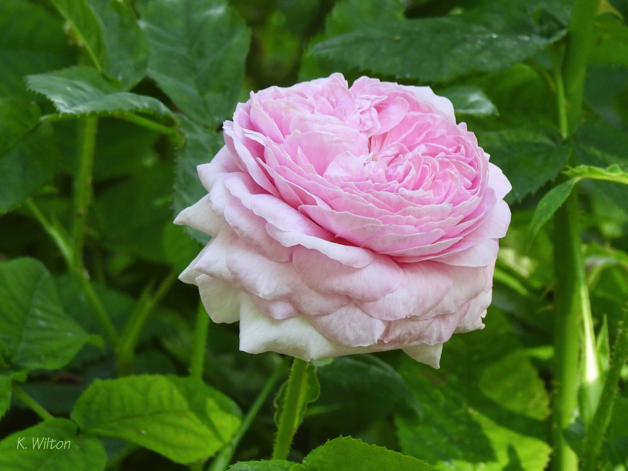 Rosa gallica Belle sans Flatterie | Storstadsnatur